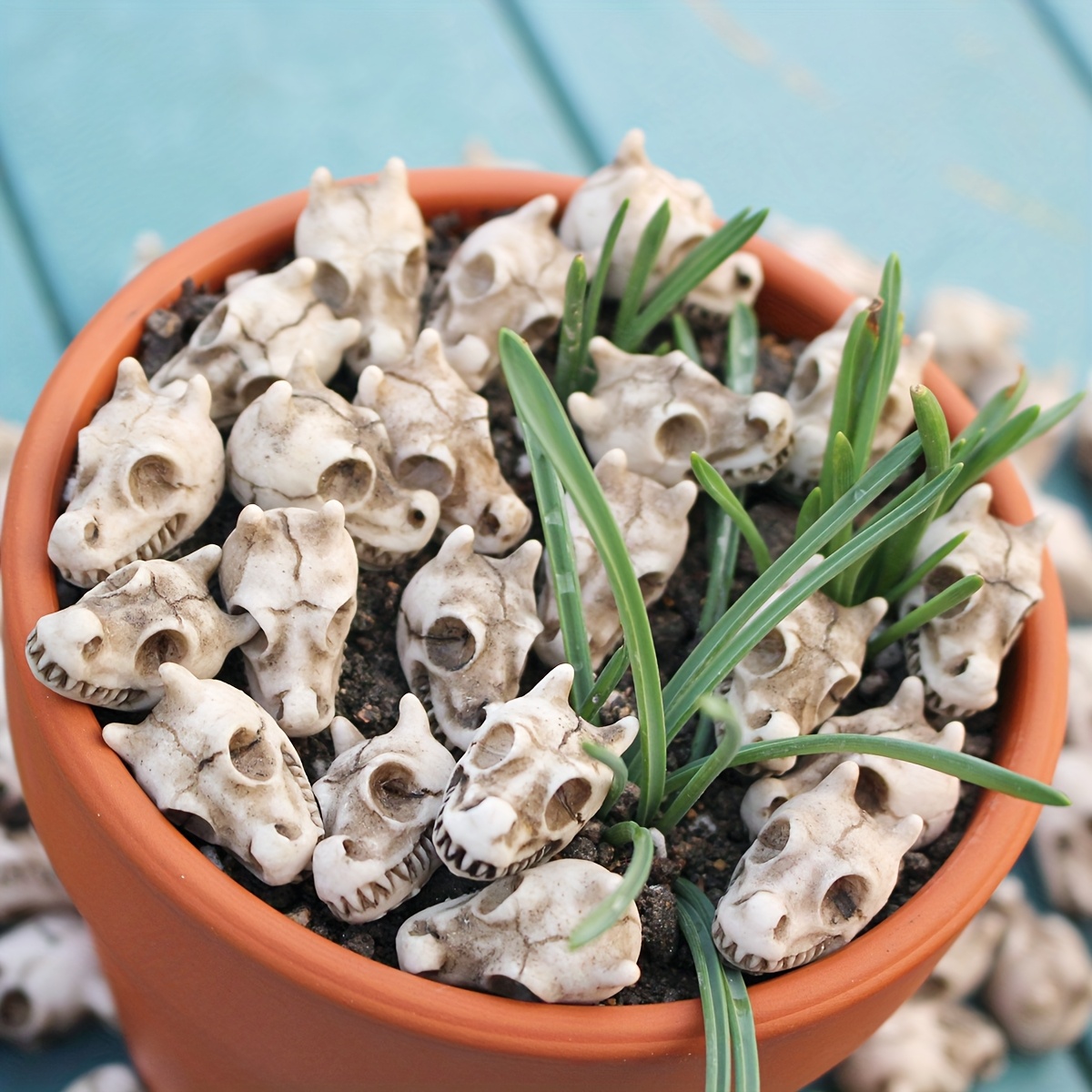 20 ชิ้นหัวมังกร Skull บอนไซรูป - Bonsai Garden World บทวิจารณ์และราคา