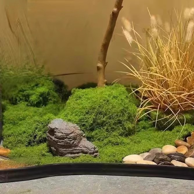 มอสอมตะ 200 กรัม สำหรับงาน DIY - Bonsai Garden Home บทวิจารณ์และราคา